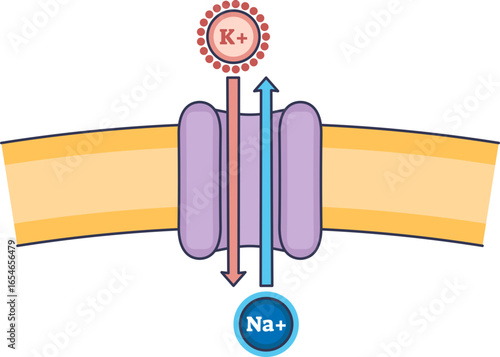 Diagram of the Sodium-Potassium pump in a cell membrane. Shows Na+ ions exiting and K+ ions entering the cell via a protein channel, illustrating active transport and ion exchange.