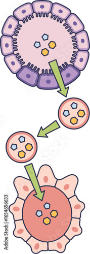 Diagram of tubular reabsorption. Solutes move from the renal tubule lumen, across epithelial cells, and into the peritubular capillary, returning essential substances to the blood.