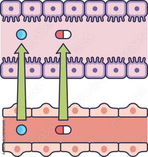 A diagram illustrating tubular secretion in the kidney. Waste products and drugs are actively transported from the peritubular capillary blood into the renal tubule lumen for excretion.