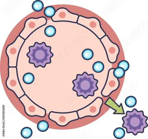 Illustration of vascular leakage during inflammation. An immune cell and plasma exit a blood vessel through gaps between endothelial cells, a result of vasodilation and increased permeability.
