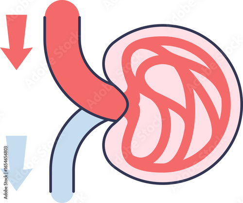 Diagram of a renal glomerulus showing the afferent arteriole supplying blood for filtration. Illustrates the regulation of blood flow within the kidney's nephron.