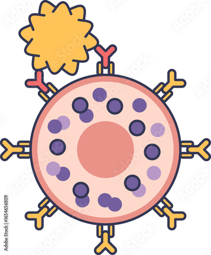 An allergen crosslinks IgE antibodies on a mast cell, triggering degranulation. This vector illustration depicts the cellular basis of an allergic reaction.