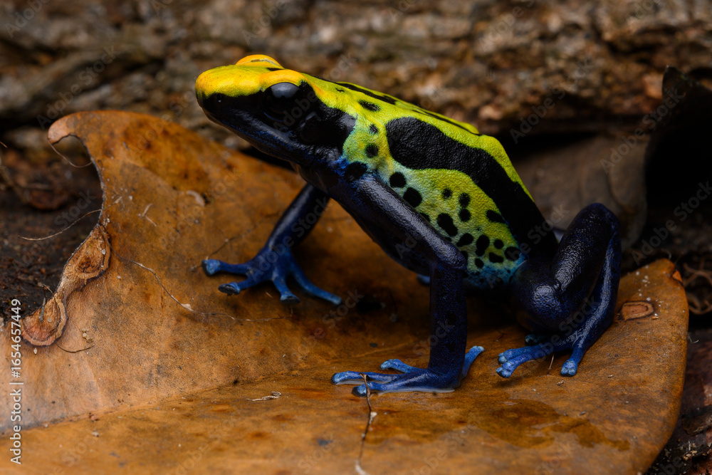 Obraz premium Herpetofauna