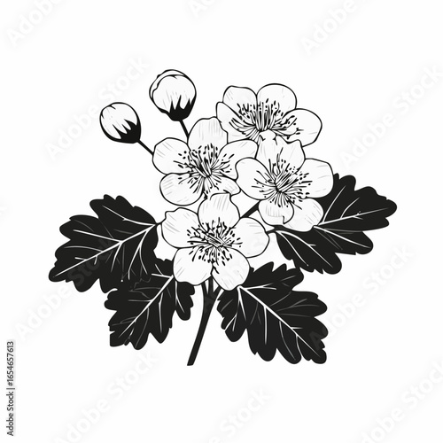 Hawthorn Flower Image vector. Black and white  Hawthorn Flower Image vector on white background.