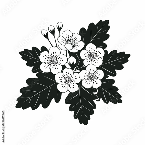 Hawthorn Flower Image vector. Black and white  Hawthorn Flower Image vector on white background.