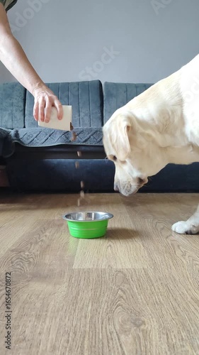 A fawn one-year-old labrador eats dry food from a green bowl