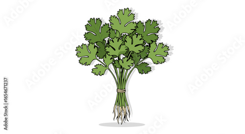 Freshly Harvested Cilantro Bundle with Visible Roots and Vibrant Green Leaves for Culinary Uses and Garnishing