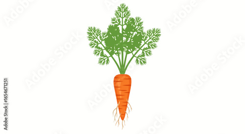 Vibrant carrot illustration showcasing freshness and earthiness, an invitation to savor nature's sweetness in a nutritious vegetable rich with beta