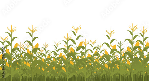 Lush Cornfield with Mature Plants and Emerging Corn Ears Under Bright Sky Illustrating Agricultural Growth and Fertility in Rural Landscapes for