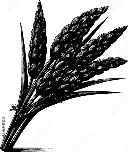 Vintage engraved illustration of rice stalk silhouette for design and decor