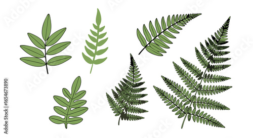 Collection of diverse green fern and leaf illustrations showcasing various shapes and sizes illustrating botanical diversity and plant structure in