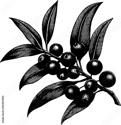 Engraved sea buckthorn berries illustration for botanical designs