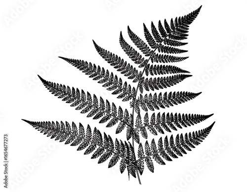 Detailed black and white fern illustration