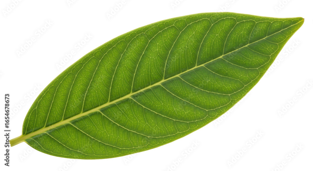 Obraz premium Isolated Leaf