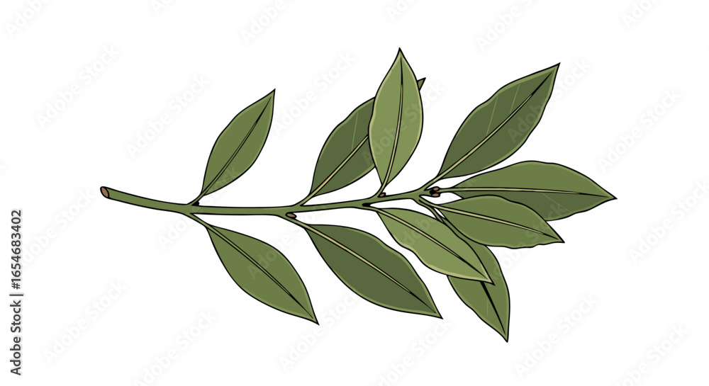 Fototapeta premium Elegant botanical illustration of a sprig with elongated green leaves showcasing natural plant beauty and detailed leaf structure perfect for
