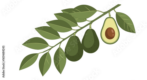 Wallpaper Mural Fresh Organic Avocado Branch with Green and Ripe Cut Fruit Illustration for Healthy Food Concept in Minimal Style and Natural Design Torontodigital.ca