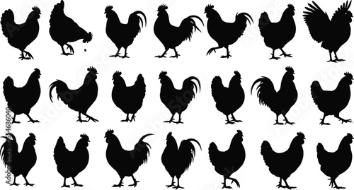 Chicken silhouettes, farm bird poses, poultry illustration, chicken standing, rooster crowing, hen walking, rural livestock art, black and white designs
