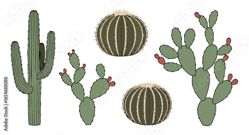 Diverse collection of desert cacti with varying shapes and sizes featuring spiny textures and vibrant red fruit accents against a plain background