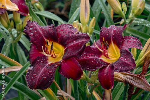 Foto Close-up of a Dark Purple Daylily Flower with Raindrops on Petals
