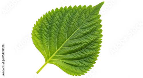 Photos Isolated Shiso Leaf