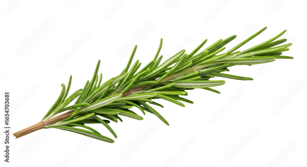 Fototapeta premium Isolated Rosemary Sprig