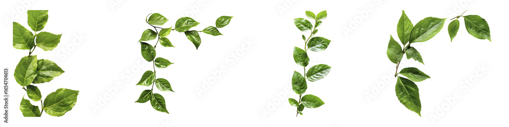 Fototapeta premium Green Leaves with Stem on Isolated for Natural Design Elements