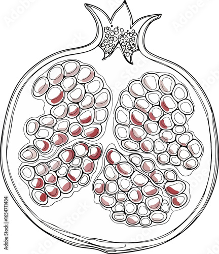 A Cross-Section of a Pomegranate