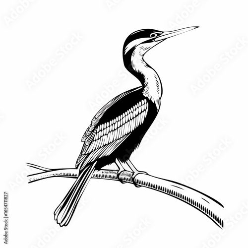 Darter Bird on a branch image vector isolated on white background.