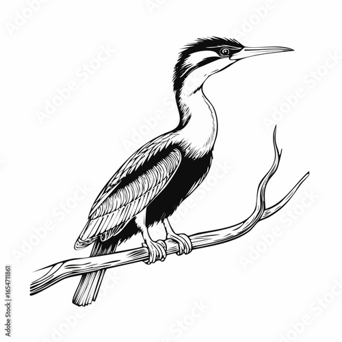 Darter Bird on a branch image vector isolated on white background.