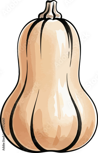 A Single Butternut Squash