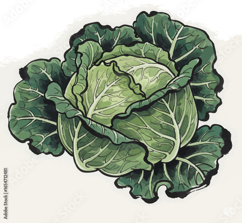 A Single, Green Cabbage