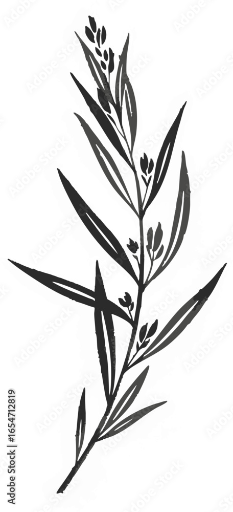 Fototapeta premium A Sprig of Tarragon