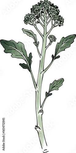 A Stalk of Broccoli Rabe