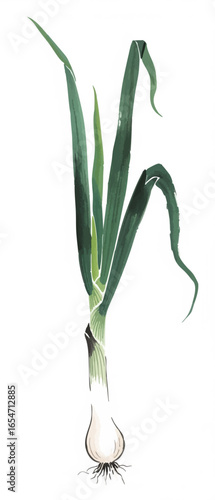 A Stalk of Green Onions