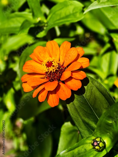 Orange zinnia elegans