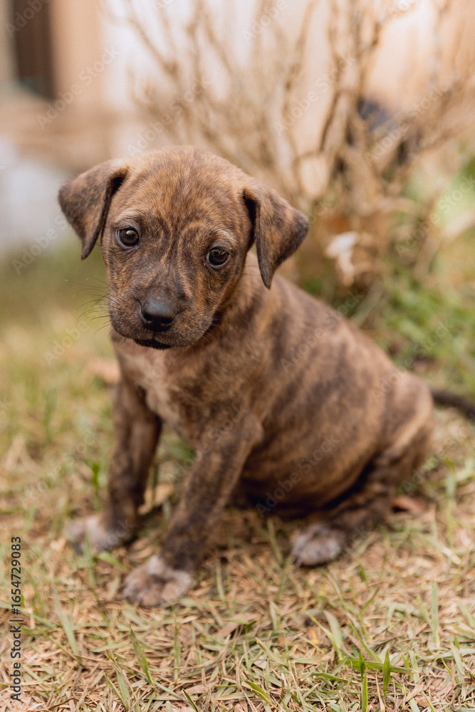 A small brindle puppy with big, curious eyes sits on the grass, looking directly at the camera. A small brindle puppy with big, curious eyes sits on the grass, looking directly at the camera.