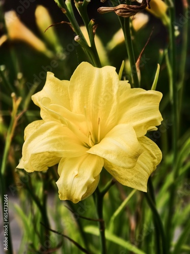 hemerocallis lilioasphodelus