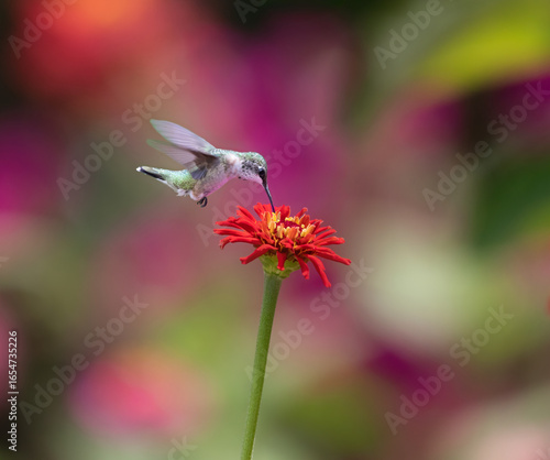 hummingbird feeding on red flower