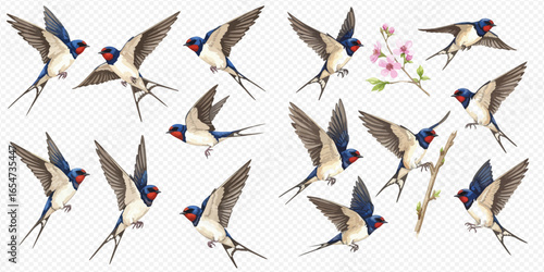 A beautifully illustrated collection of barn swallows in dynamic flight poses, isolated on a transparent background.