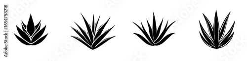 Four black and white agave plant illustrations showcasing various leaf arrangements in a minimalistic style