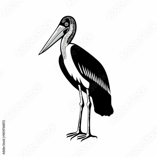 Marabou stork bird image vector Illustration on white background.