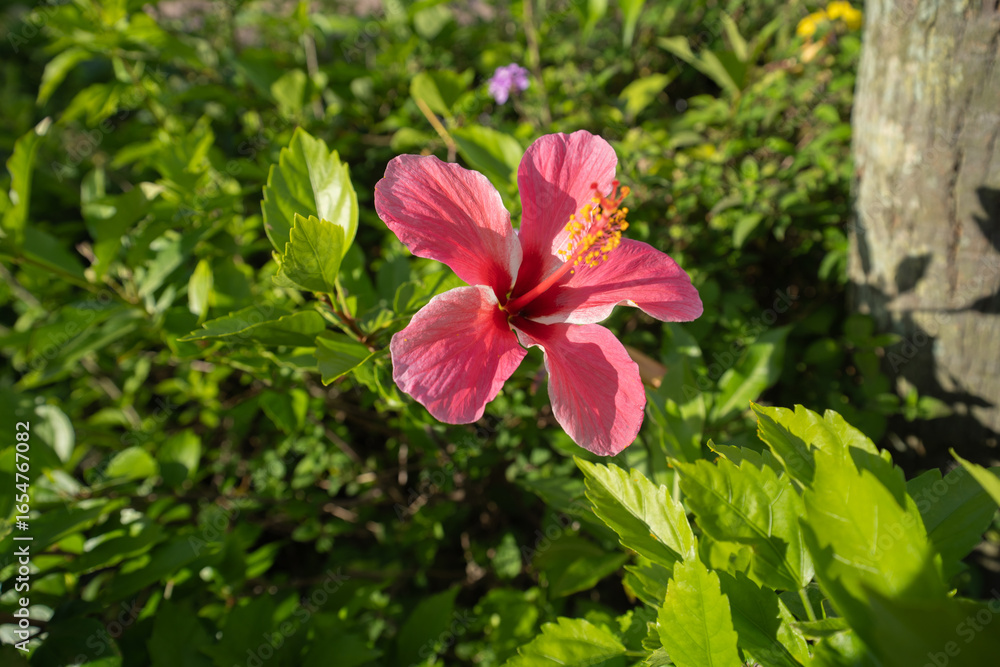 初夏に咲くピンクのハイビスカス 初夏に咲くピンクのハイビスカス