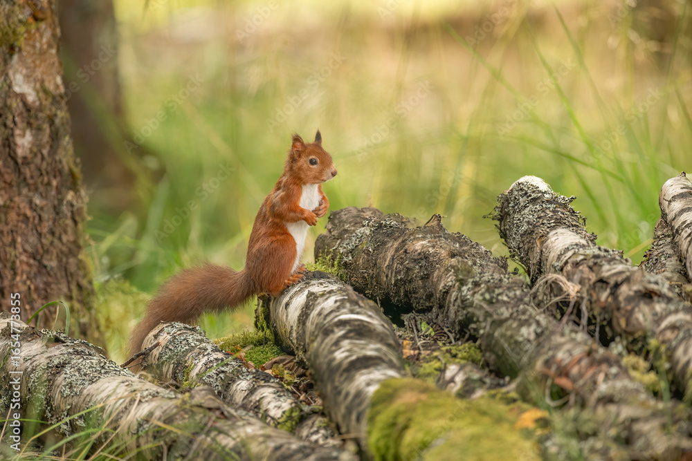 Obraz premium Generated image