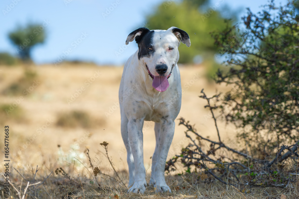 Fototapeta premium A white dog with black facial spots pants in a dry, grassy outdoor setting surrounded by bushes and trees.