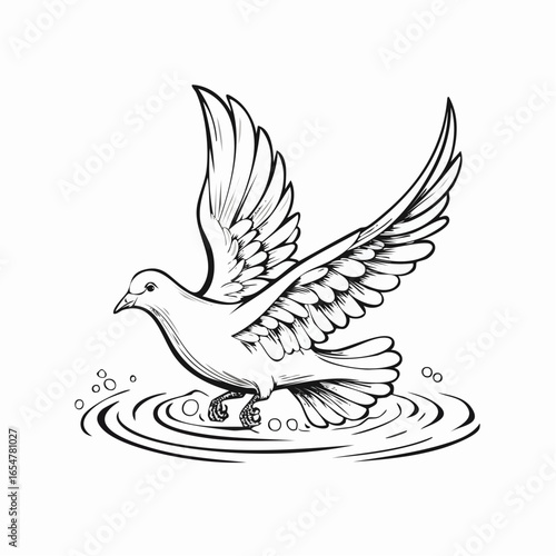 Dove Water Stock Illustrations  image vector on white background.