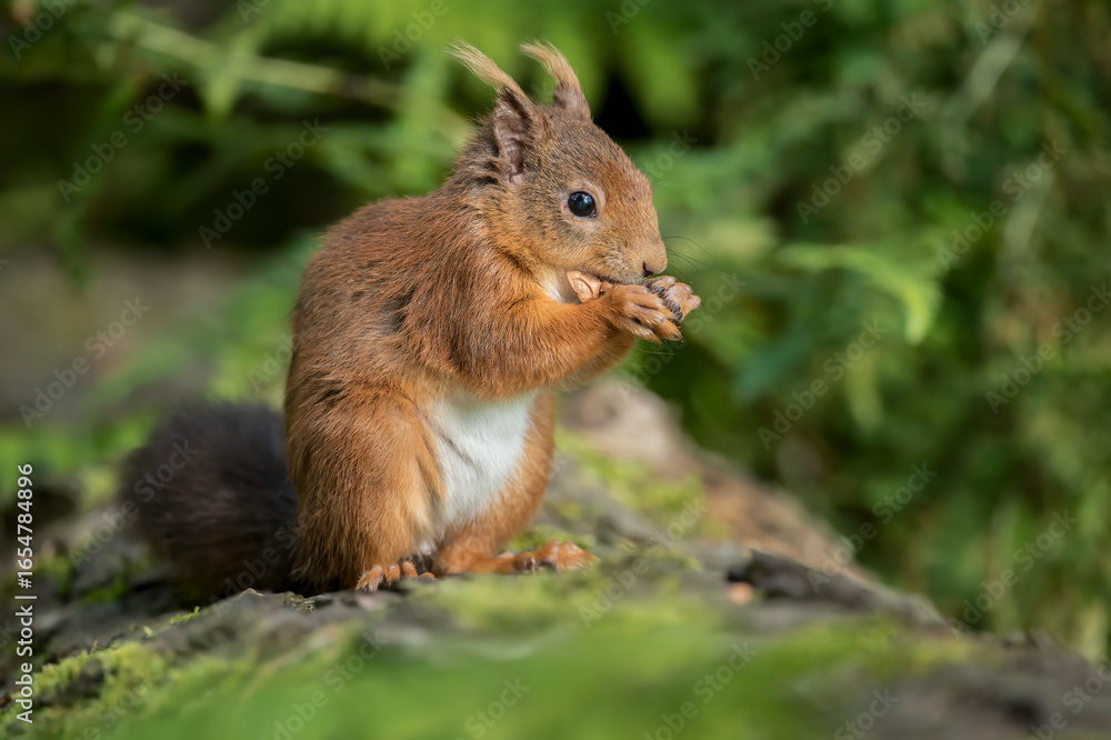 Fototapeta premium Red Squirrel in a forest, close up