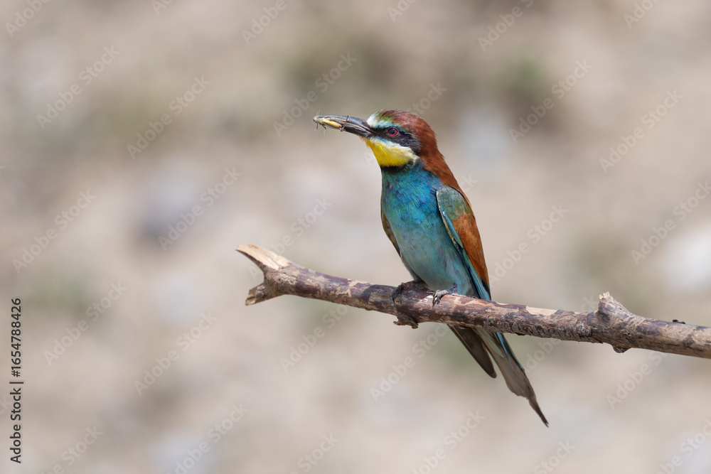 Obraz premium Colorful bird outdoors and wildlife. European bee-eater (Merops apiaster) in natural habitat. A strikingly beautiful colorful bird that can fly very well and winters in Africa as a migratory bird. 