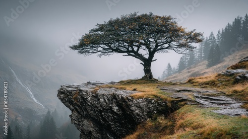 Misty mountaintop tree on a cliff