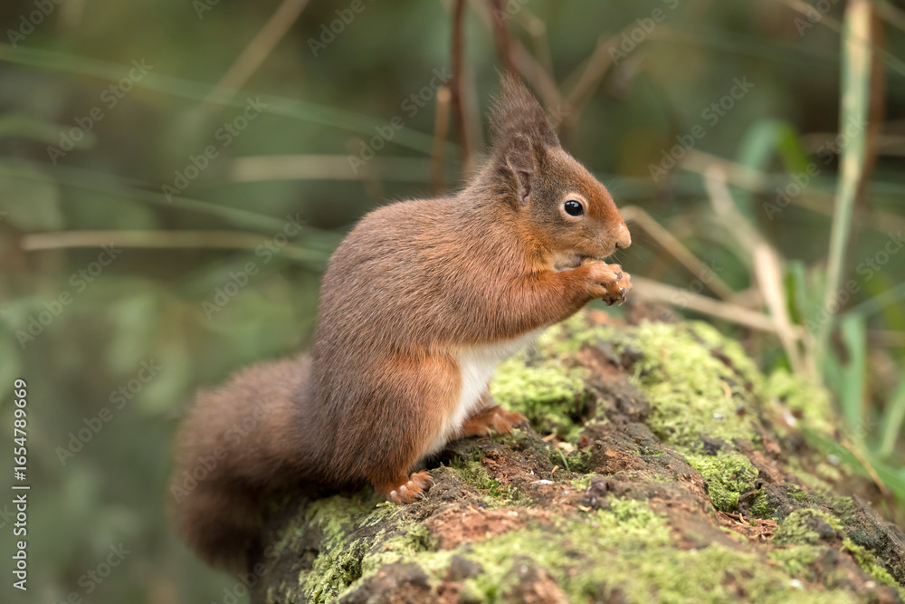 Red Squirrel close up in Scotland Red Squirrel close up in Scotland
