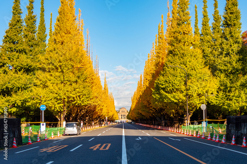 Photography Jingu Gaien Ginkgo avenue in autumn, Tokyo, Japan